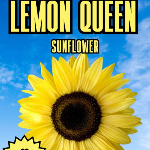 Lemon Queen Sunflower Seeds