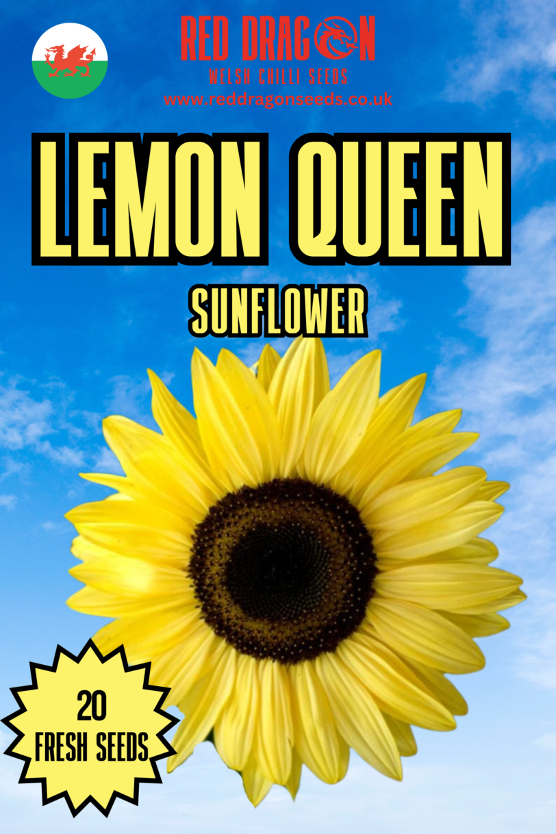 Lemon Queen Sunflower Seeds