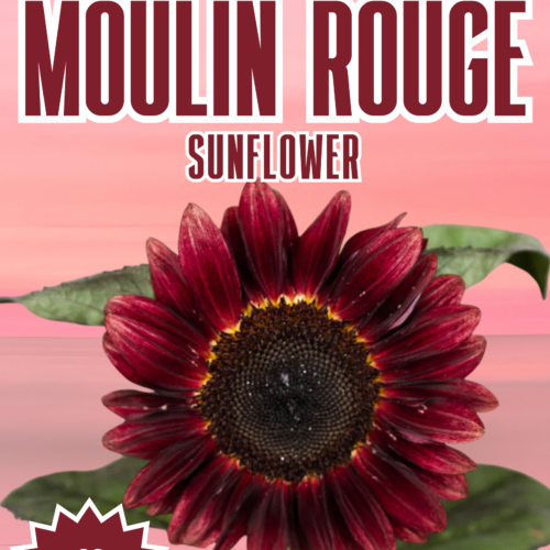 Moulin Rouge Sunflower Seeds