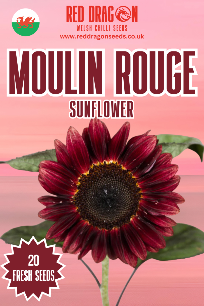 Moulin Rouge Sunflower Seeds