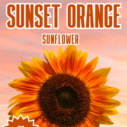 Sunset Orange Sunflower Seeds