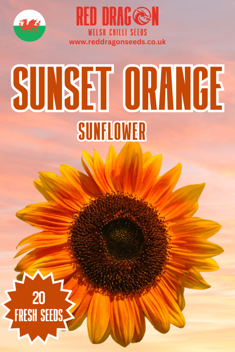 Sunset Orange Sunflower Seeds