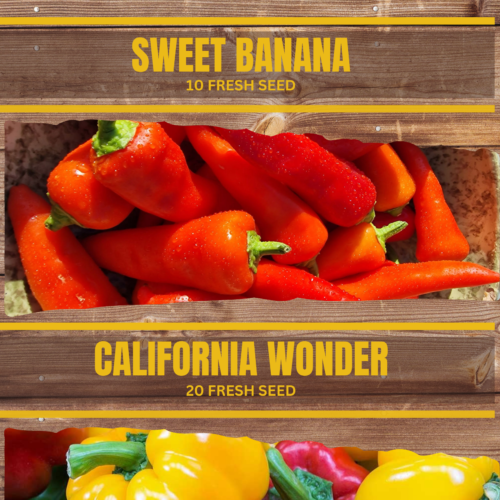 Sweet Pepper Seeds Double Pack