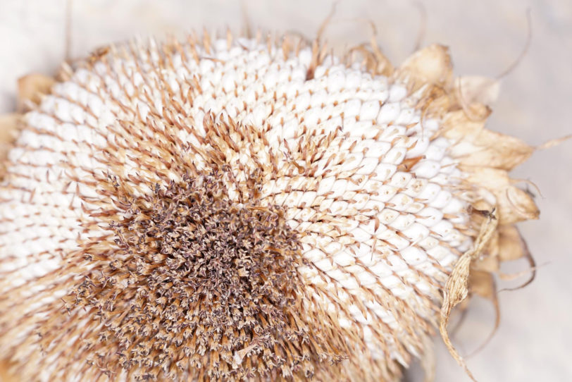 Giant White Seeded Sunflower Seeds - Image 2