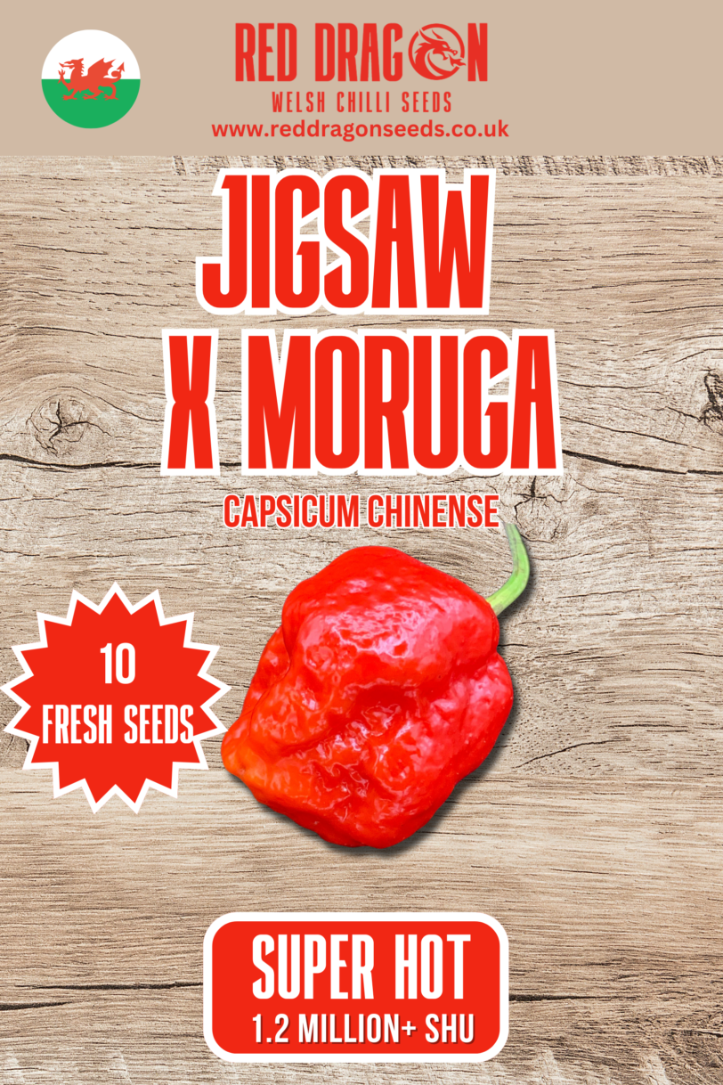 Jigsaw x Moruga Chilli Seeds