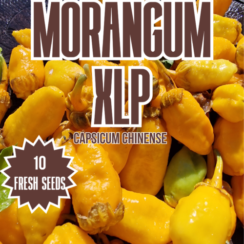 Morangum XLP Chilli Seeds