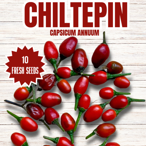 Chiltepin Chilli Seeds