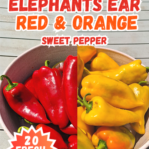 Elephants Ear Red & Orange Sweet Pepper Seeds