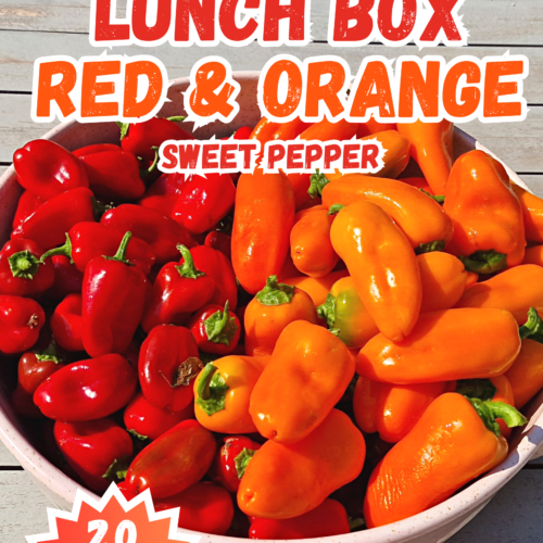 Lunch Box Red Orange Sweet Pepper Seeds