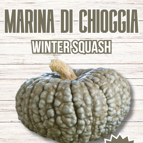 Marina Di Chioggia Winter Squash Seeds