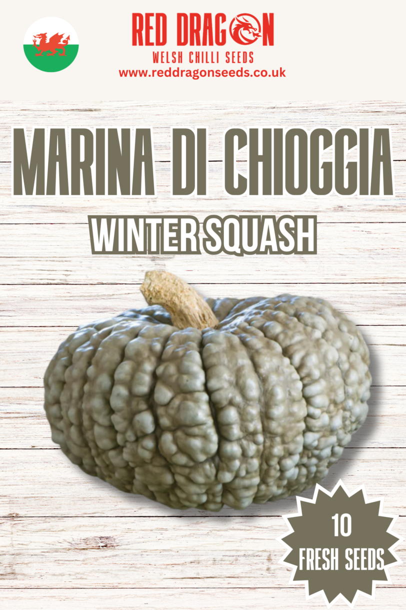 Marina Di Chioggia Winter Squash Seeds