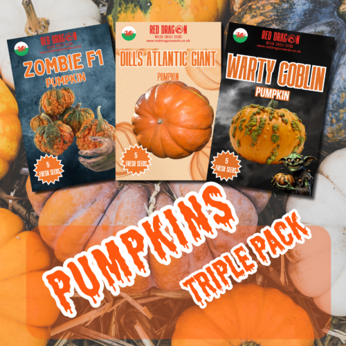 Pumpkin Seeds Triple Pack