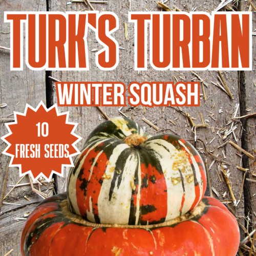 Turk's Turban Winter Squash Seeds