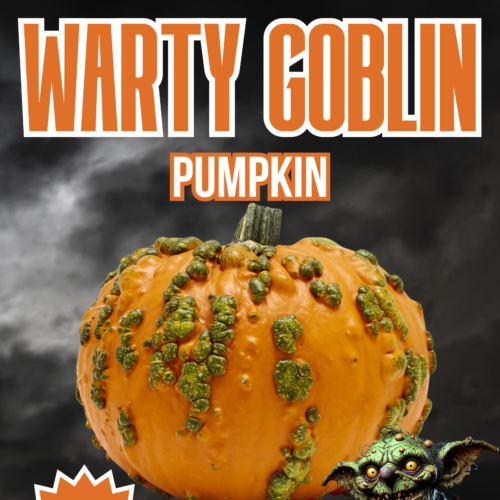 Warty Goblin Pumpkin Seeds